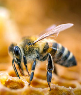 Come colpisce il parassita delle api, ricerca dell'Università di Firenze su rivista scientifica internazionale