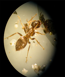 ''Le formiche vanno alla guerra'', l'impatto dei conflitti sugli ecosistemi in una ricerca dell'Università di Firenze