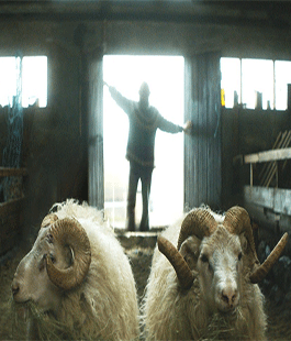 Il Cinema Stensen adotta una pecora a distanza&#8232;, proiezione speciale del film ''Rams''